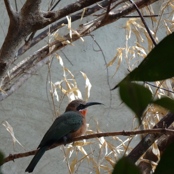 White-fronted bee-eater