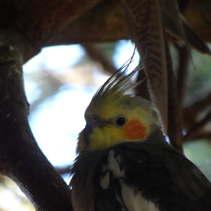 Cockatiel portrait