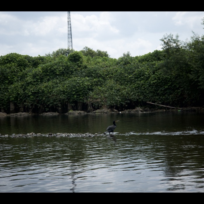 Cormorant on river