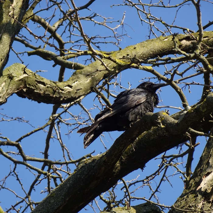 Carrion crow in bare tree