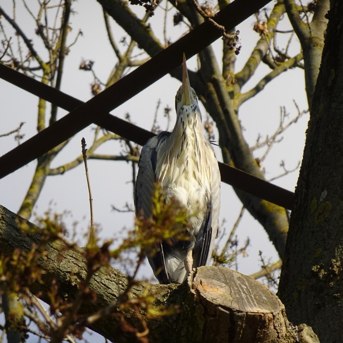 Grey heron in alert posture