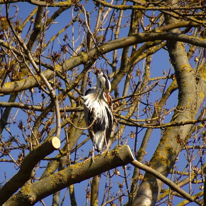 Juvenile grey heron in tree