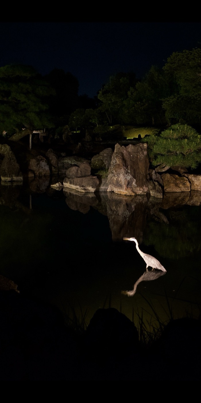 Heron in Kyoto garden at night