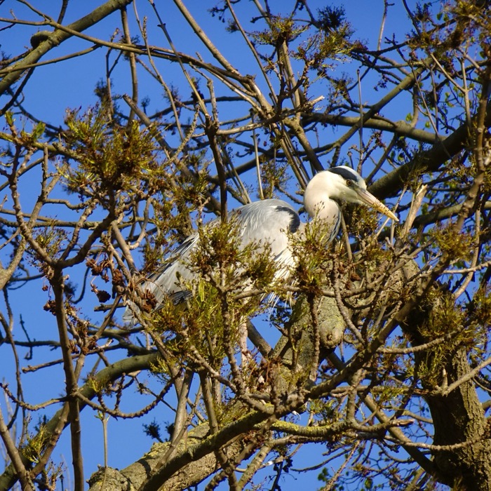 Grey heron in tree