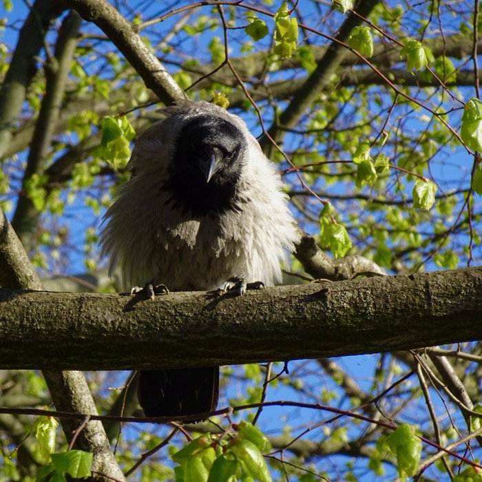 Hooded crow on branch