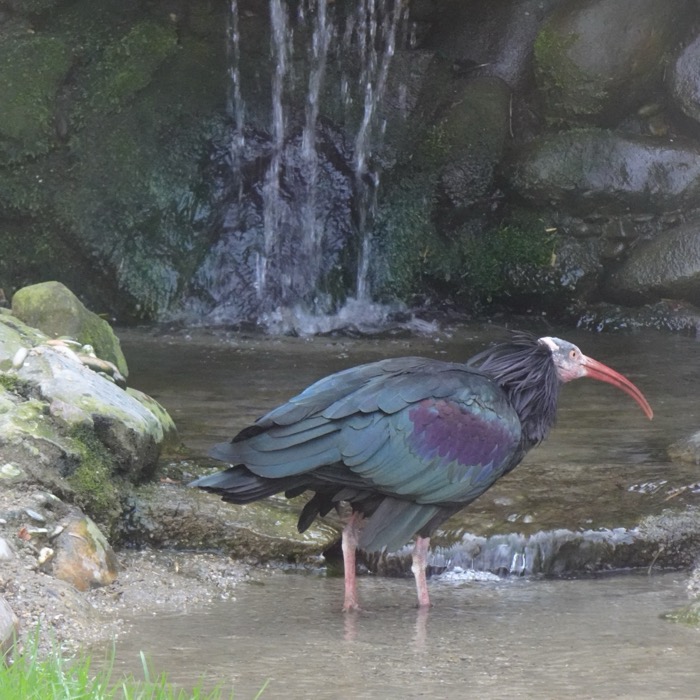 Northern bald ibis by waterfall