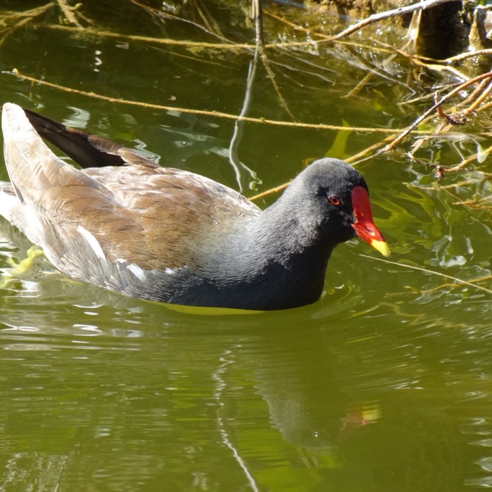Common moorhen swimming