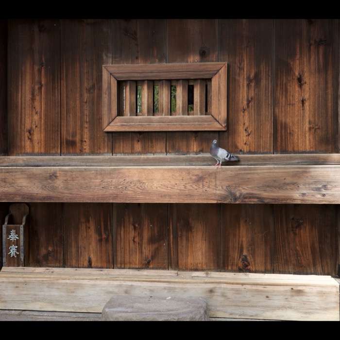 Pigeon on temple beam, Kyoto