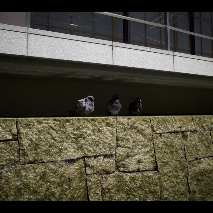Three pigeons on a stone wall