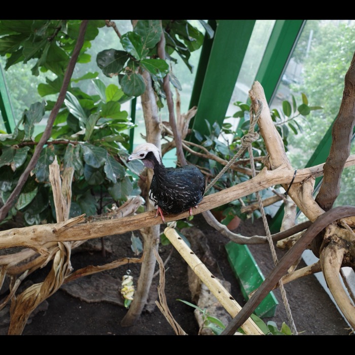 Piping guan on branch