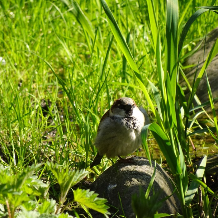 House sparrow in grass