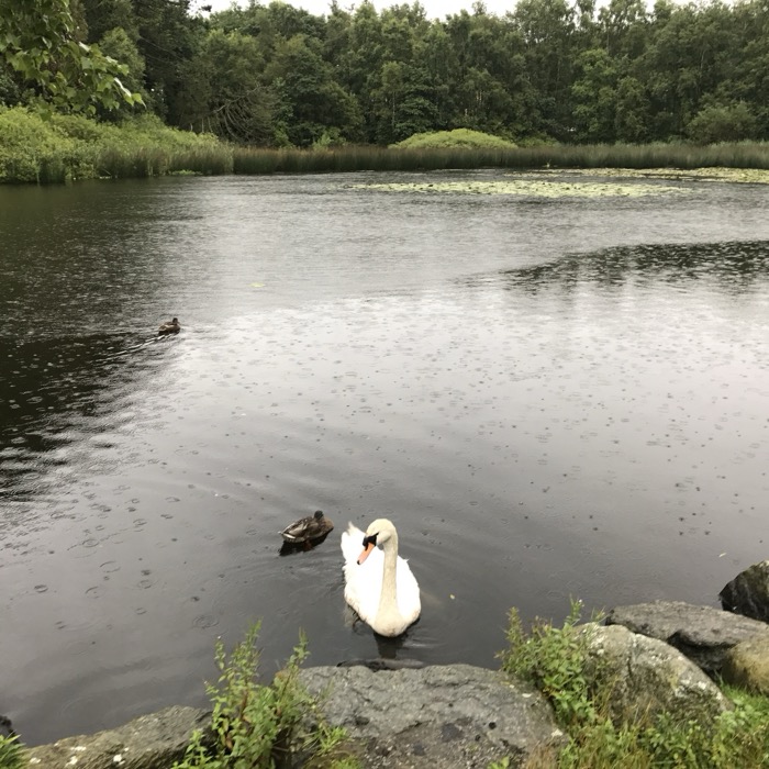 Swan and duck on a rainy pond