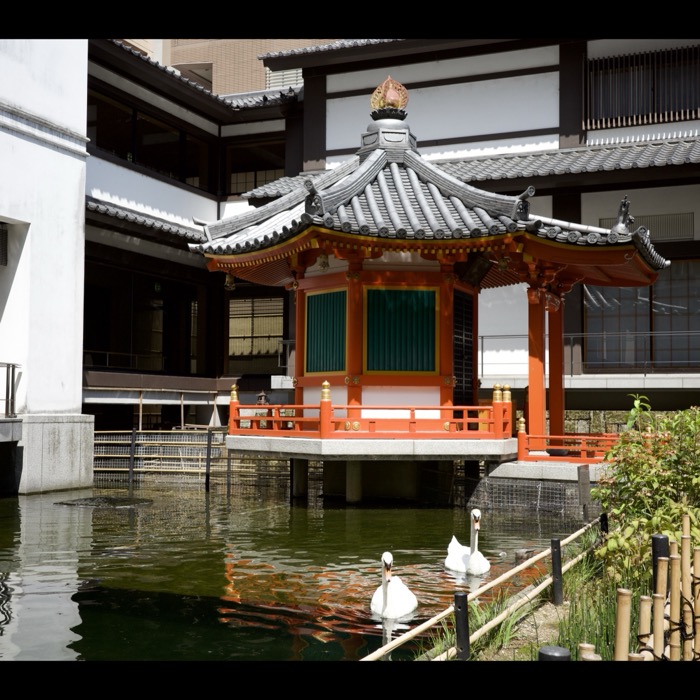 Swans at Kyoto pagoda pond