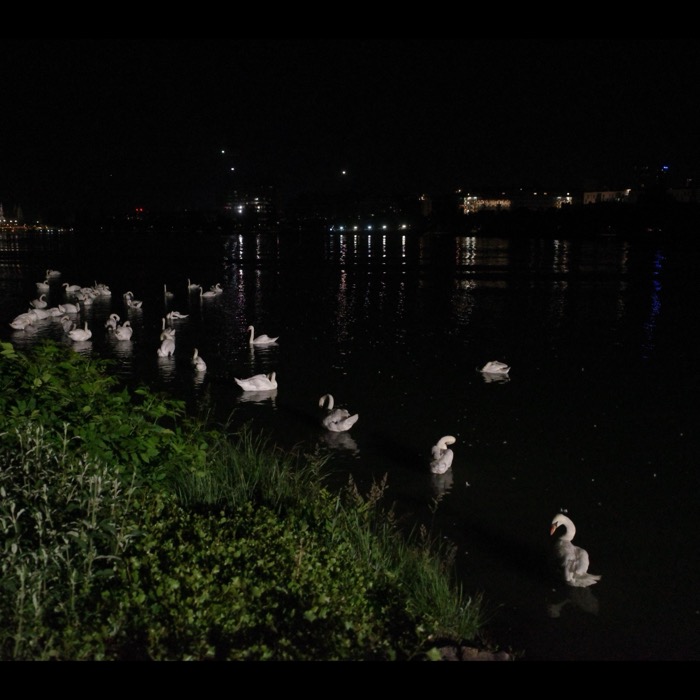 Swans on river at night