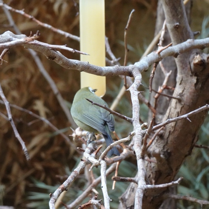 Warbler among branches