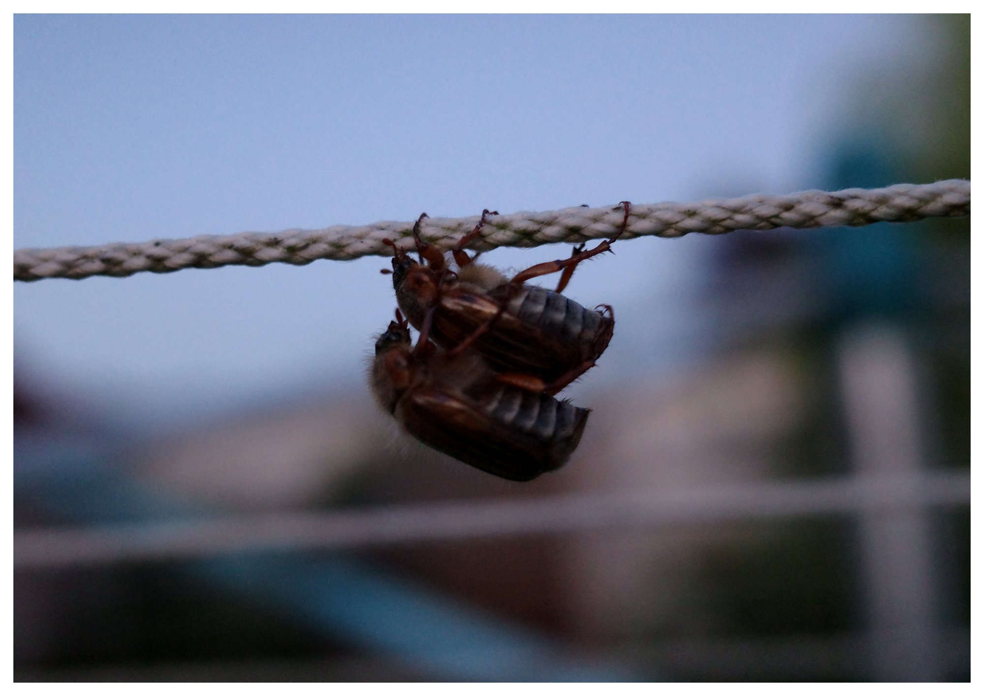 Beetles hanging from a clothesline