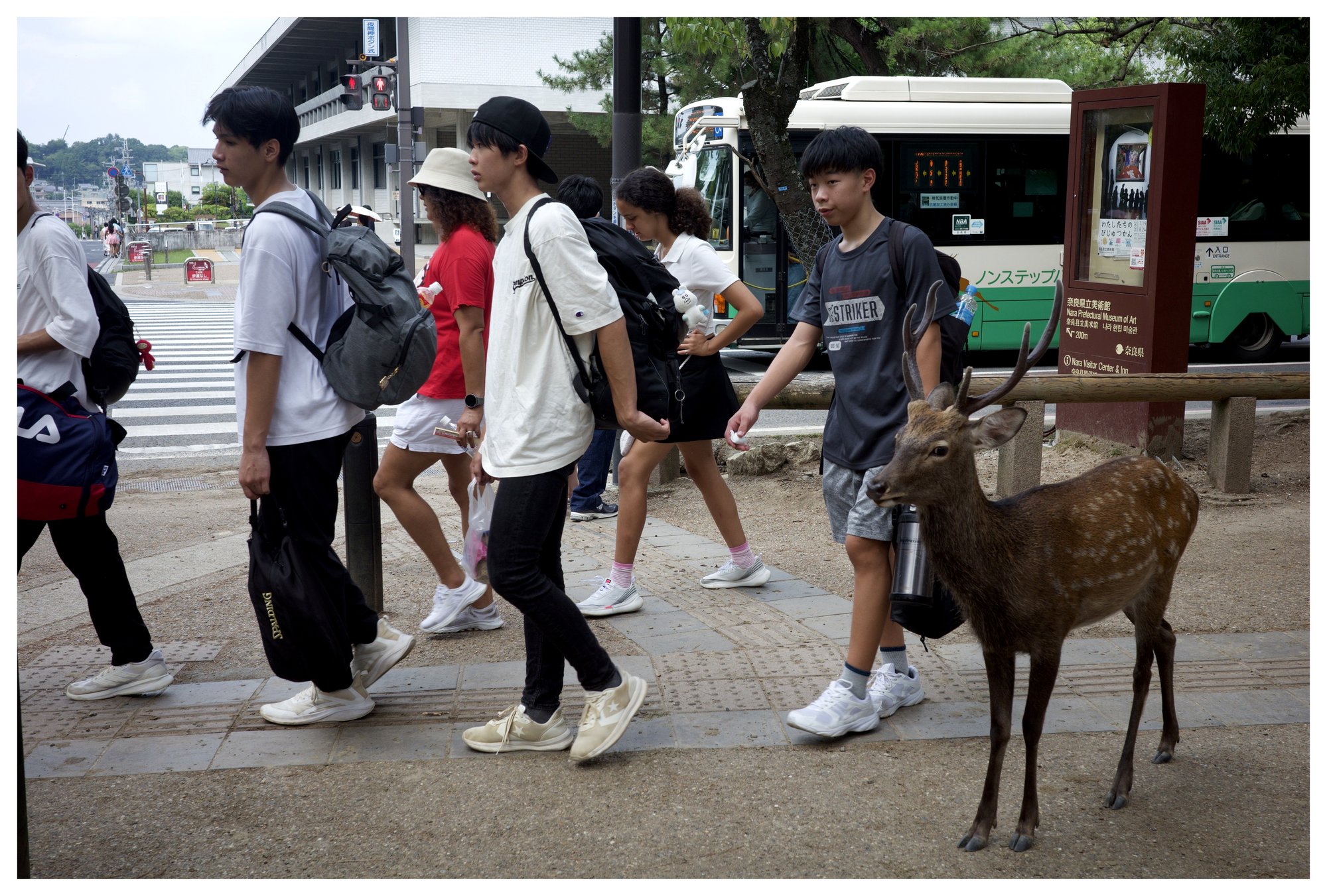 Deer walking with pedestrians at a crosswalk