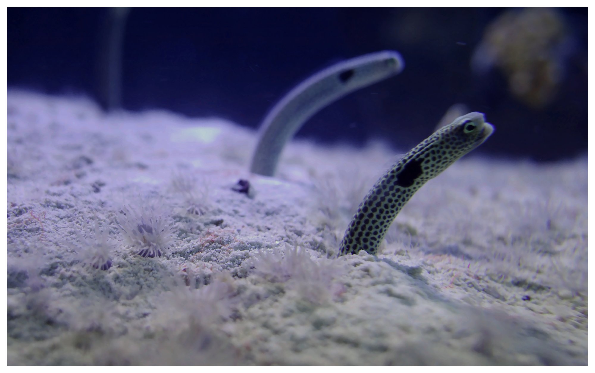 Garden eels peeking from the sand