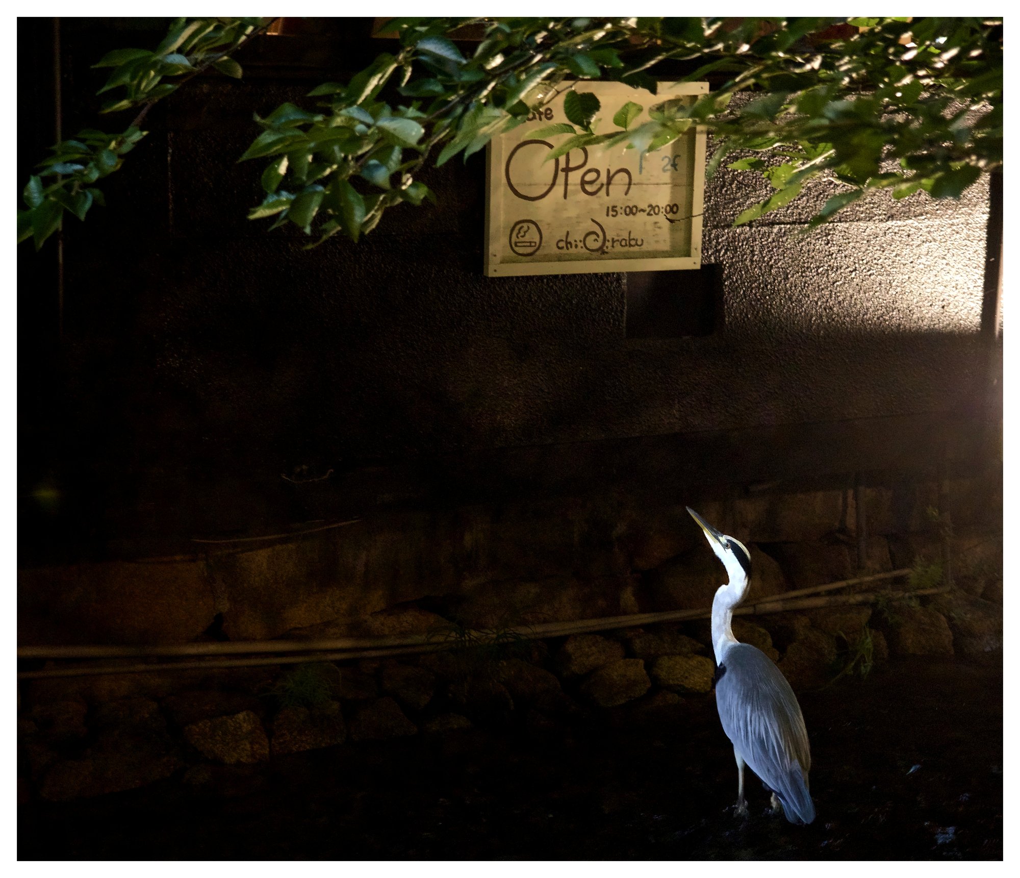 Heron standing under an Open sign