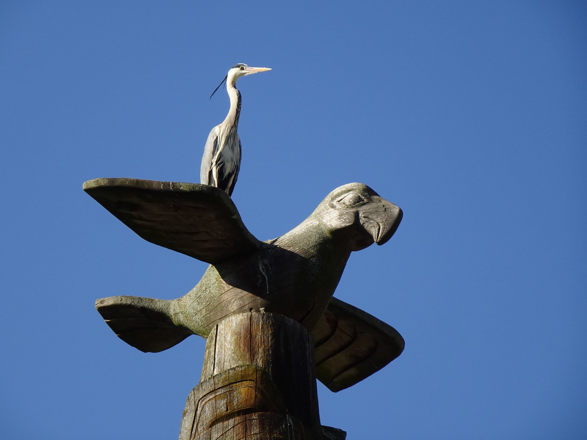 Heron perched on a wooden totem pole sculpture