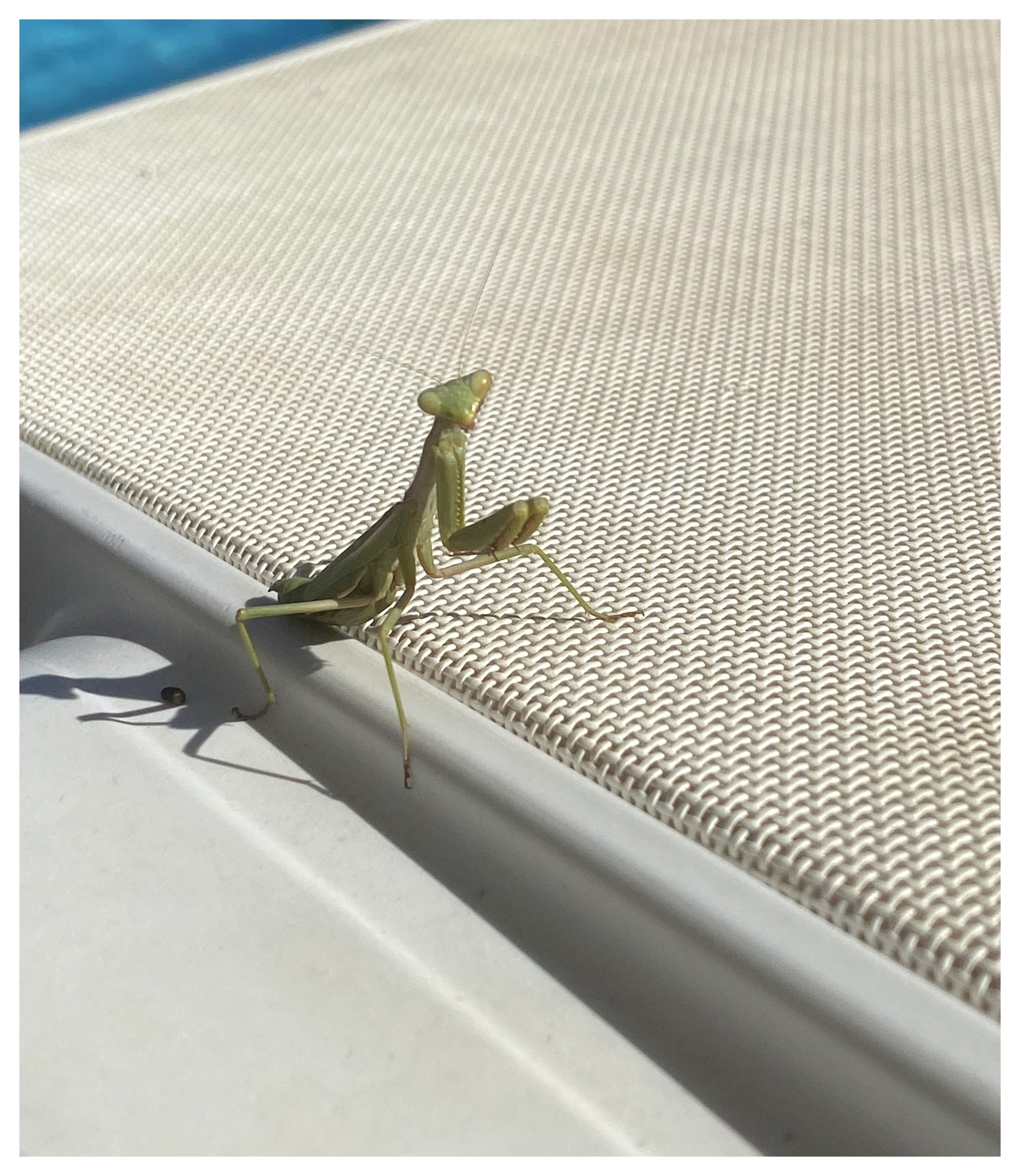 Praying mantis on a pool lounger