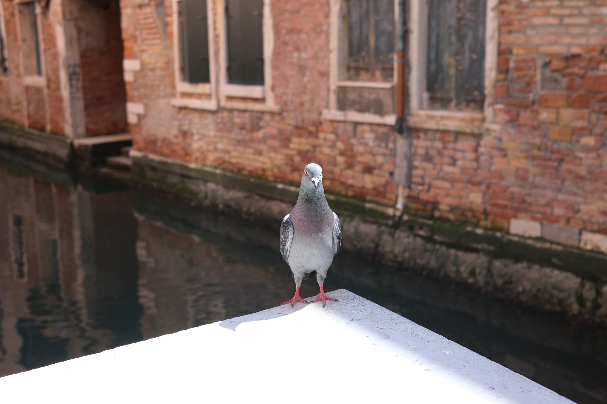 Pigeon standing on a ledge overlooking a Venice canal