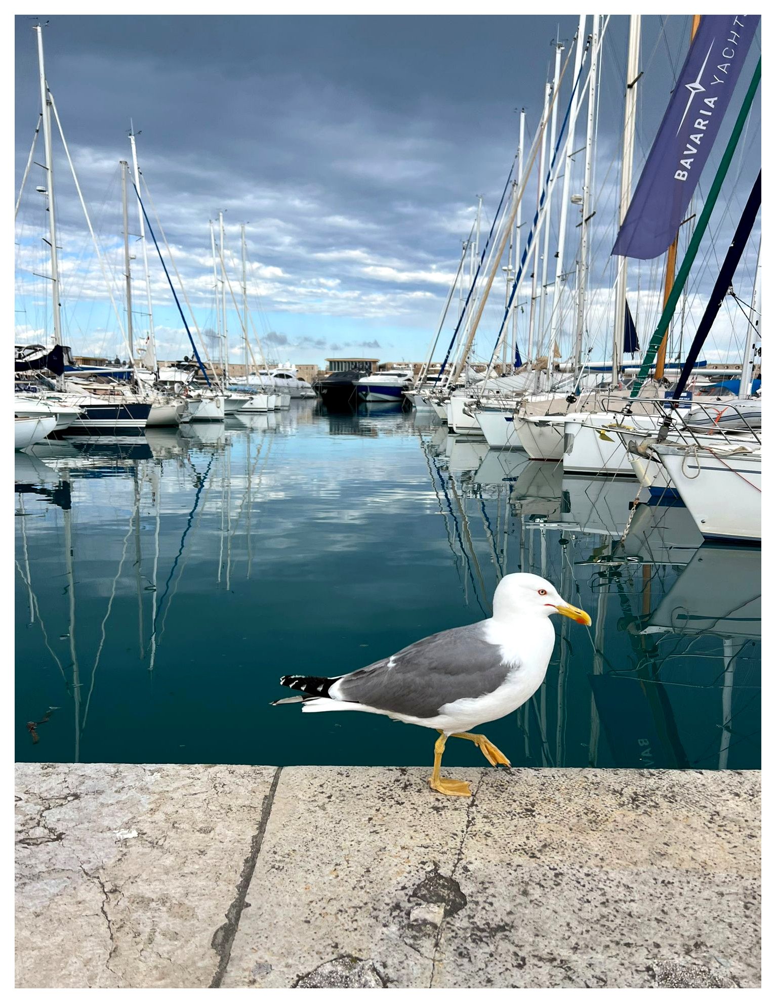 Seagull at a marina