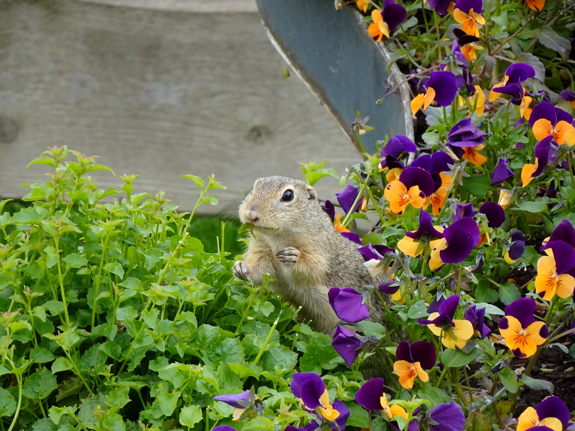 European ground squirrel peeking through purple and orange pansies