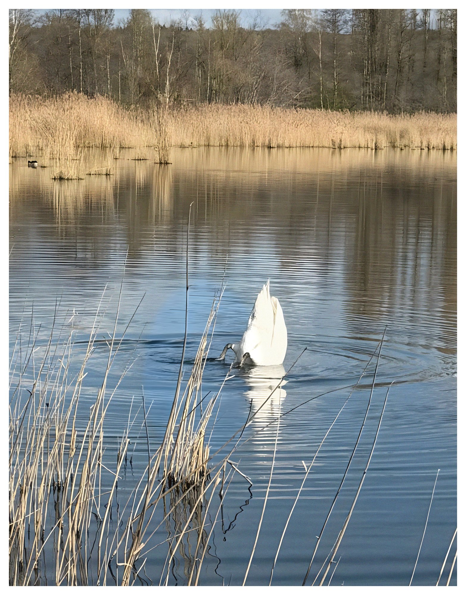 Swan diving head-first into a lake