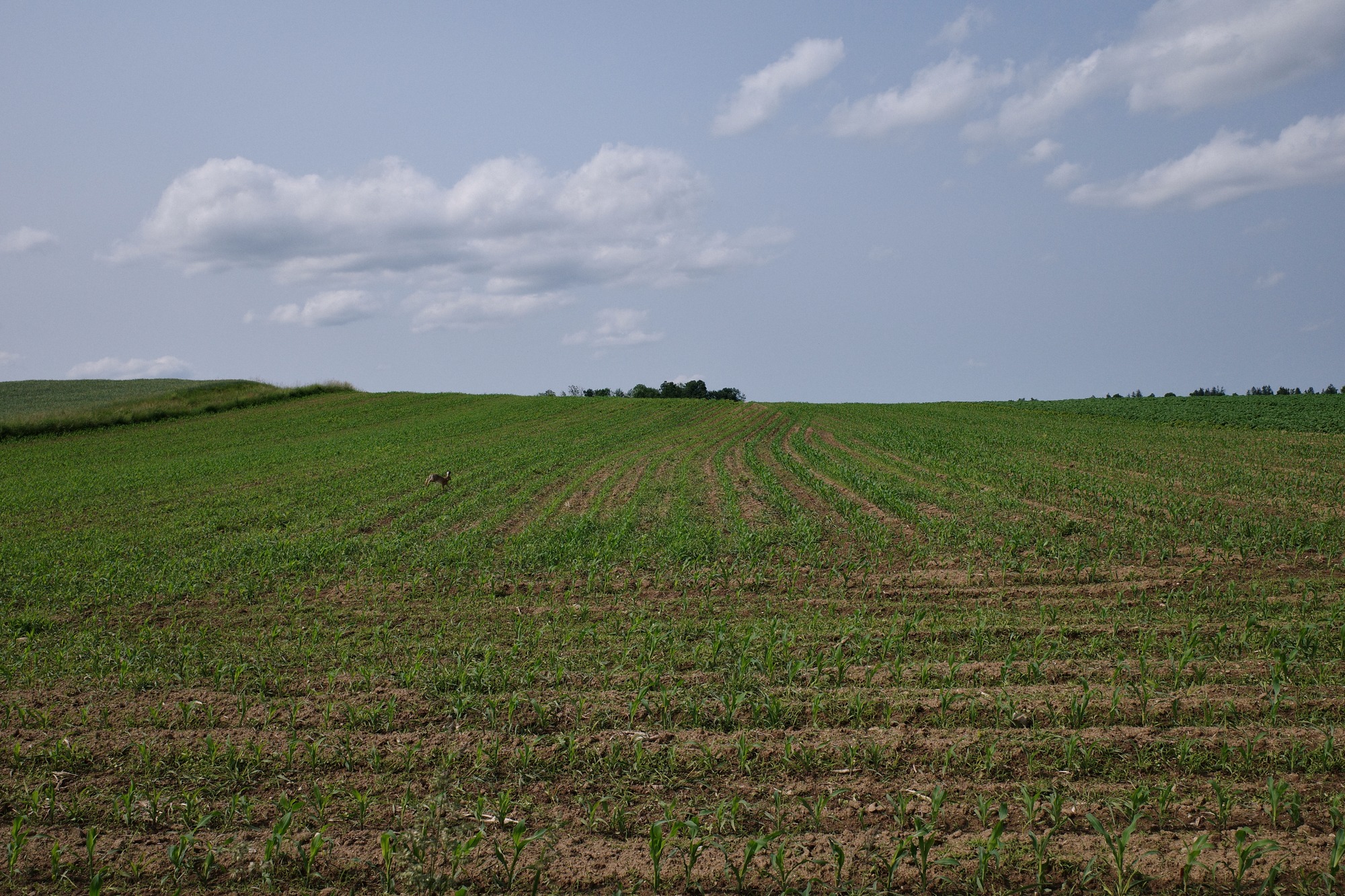 Rabbit in a young corn field