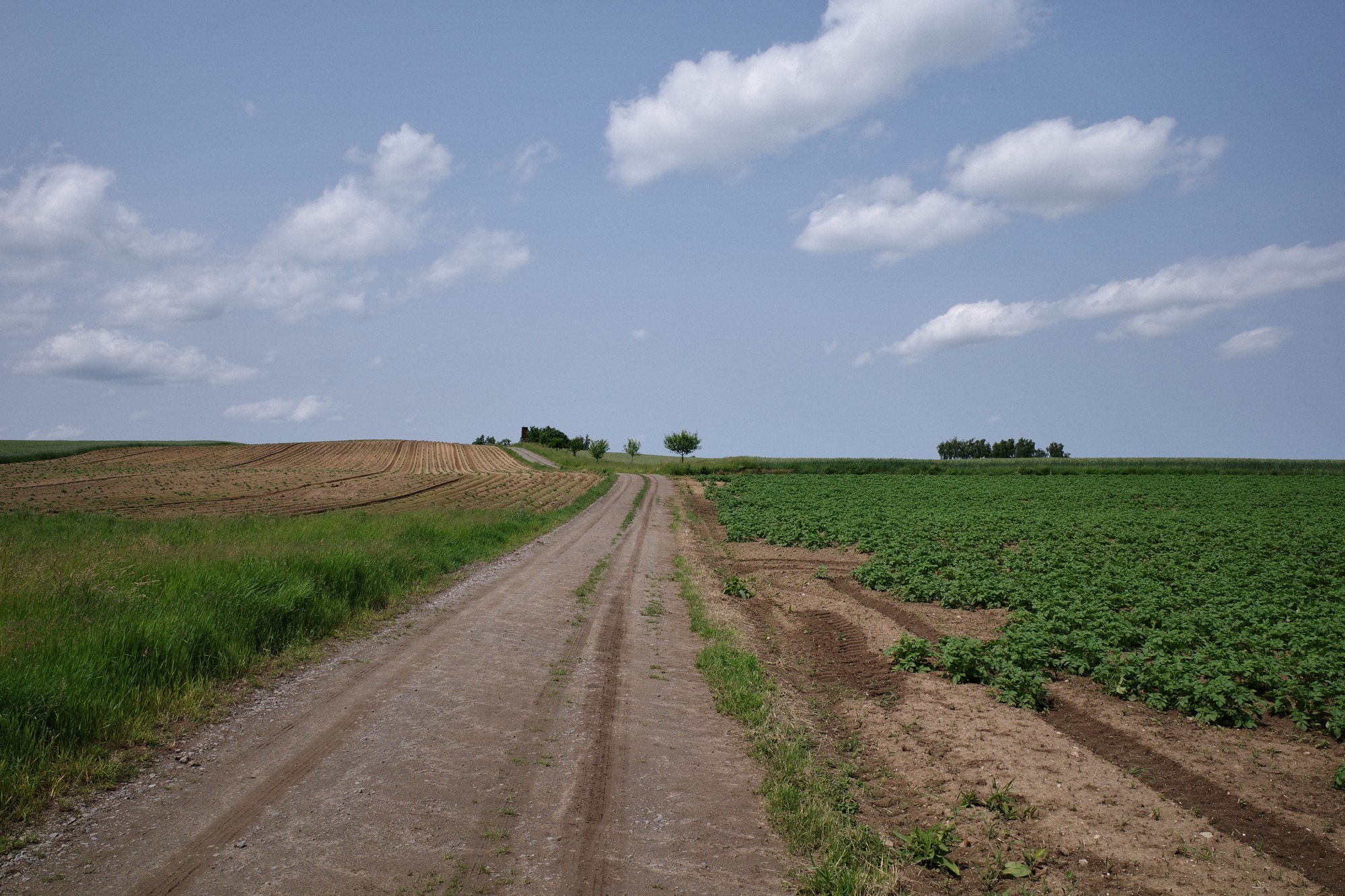 Dirt track beside potato field with cumulus clouds