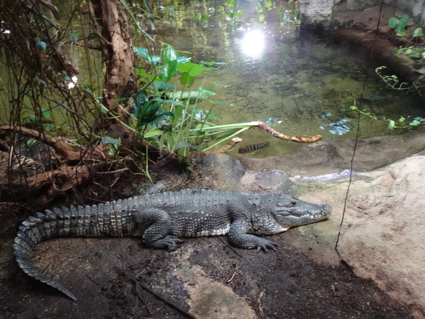 Crocodile on shore