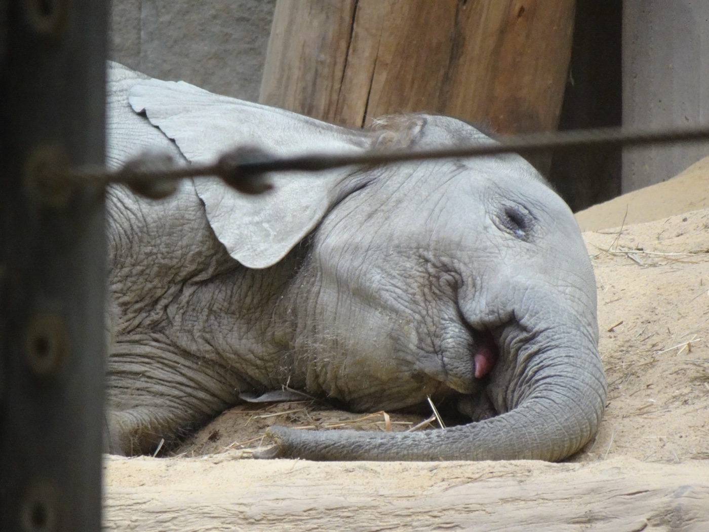Baby elephant sleeping