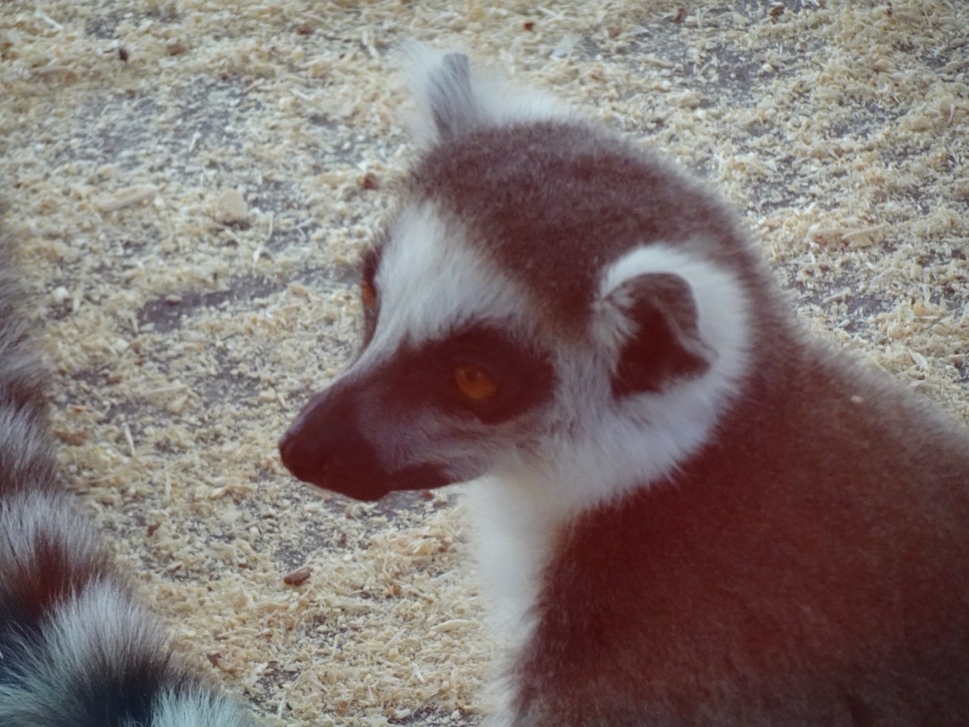 Ring-tailed lemur portrait