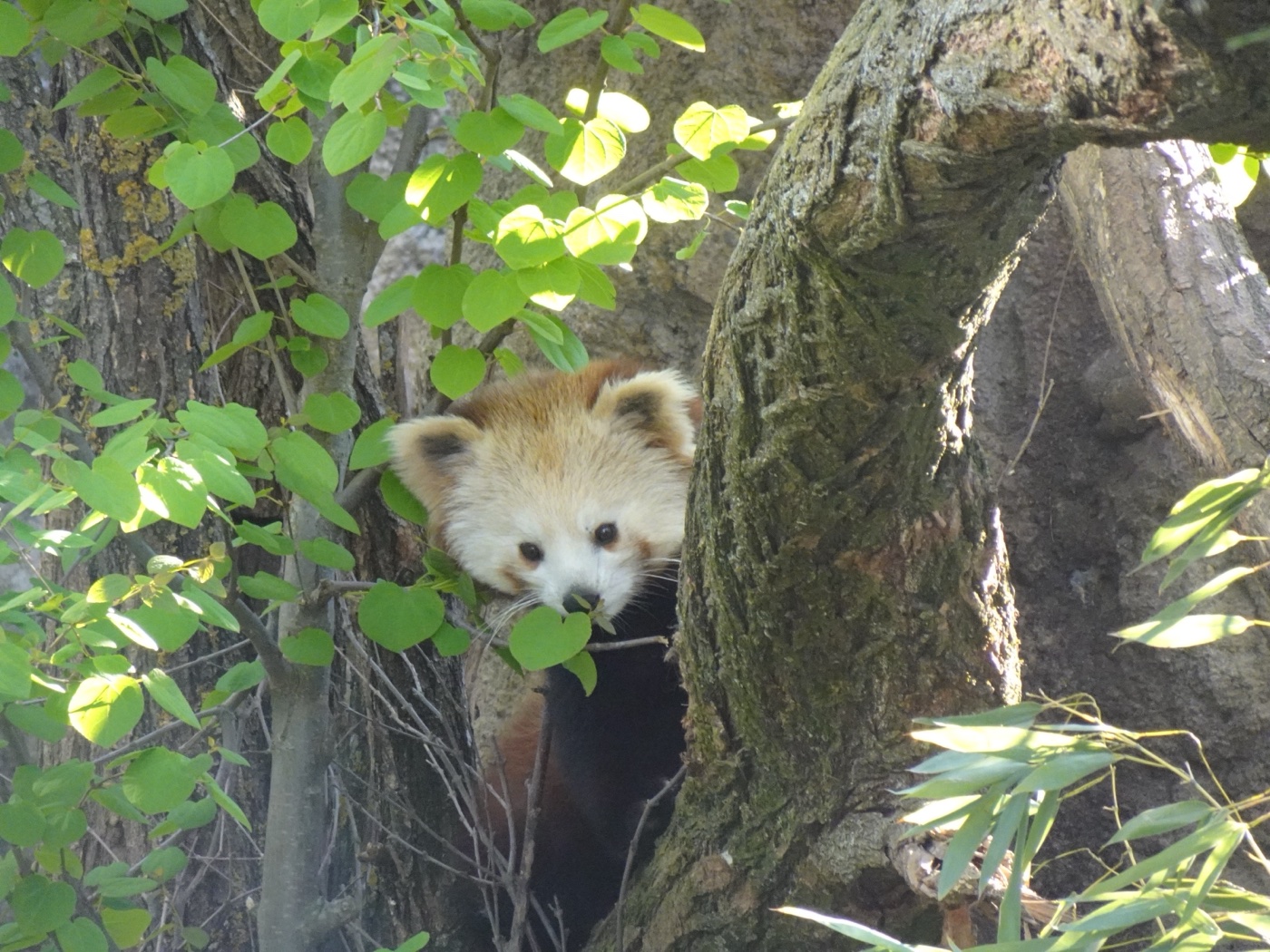 Wildlife