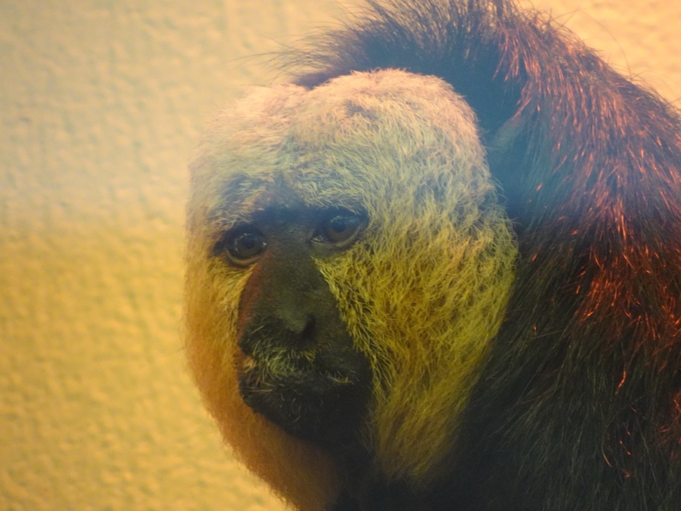 Saki monkey close-up