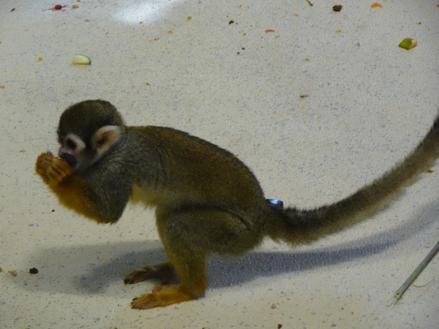 Squirrel monkey eating