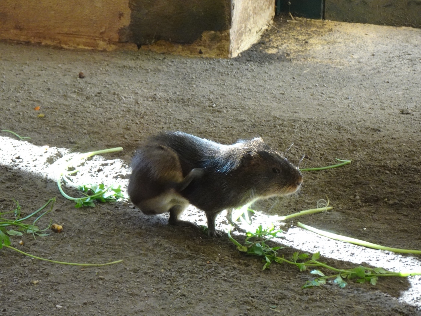 Emperor tamarin with white mustache